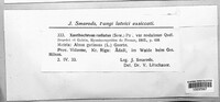 Xanthoporia radiata image